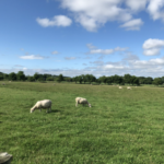 【イギリスの暮らしで使う英会話まとめ】sheep